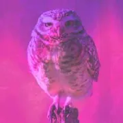 The Owls – Club Type Beat Type Beat cover art by Surce